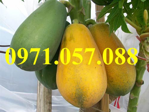 GIỐNG CÂY ĐU ĐỦ ĐÀI LOAN